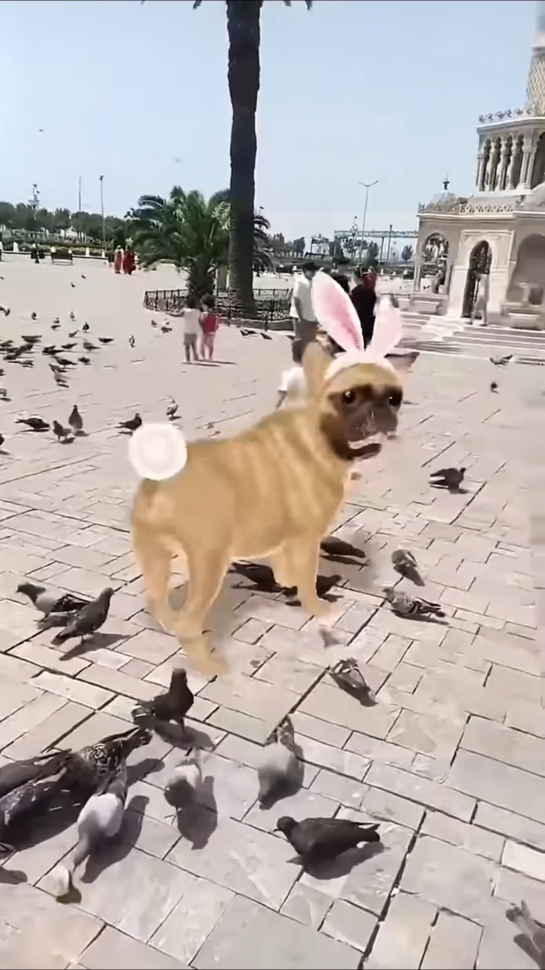 Cute dog dance ❤️??? #shorts