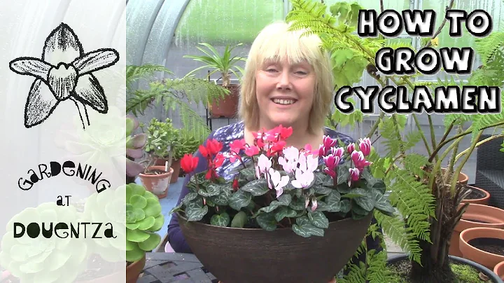 Growing Cyclamen Indoors & Common Mistakes || Quick & Easy Guide - DayDayNews