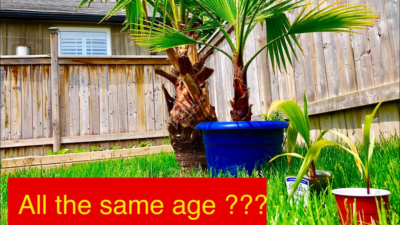 How Tall Do Dwarf Palm Trees Grow?