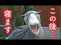 ハシビロコウのふたば、だんだん眠くなりついに寝る!【秋のふたば2020】Autumn Futaba_13 Shoebill FUTABA 2020_103