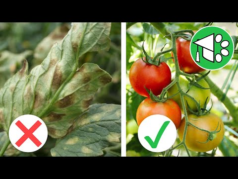 Устойчивые сорта томатов