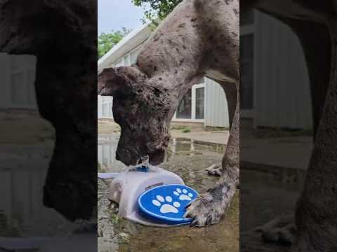 Автоматическая поилка для собак. #животные #собака #dog #water #avtomatik #drink #animals
