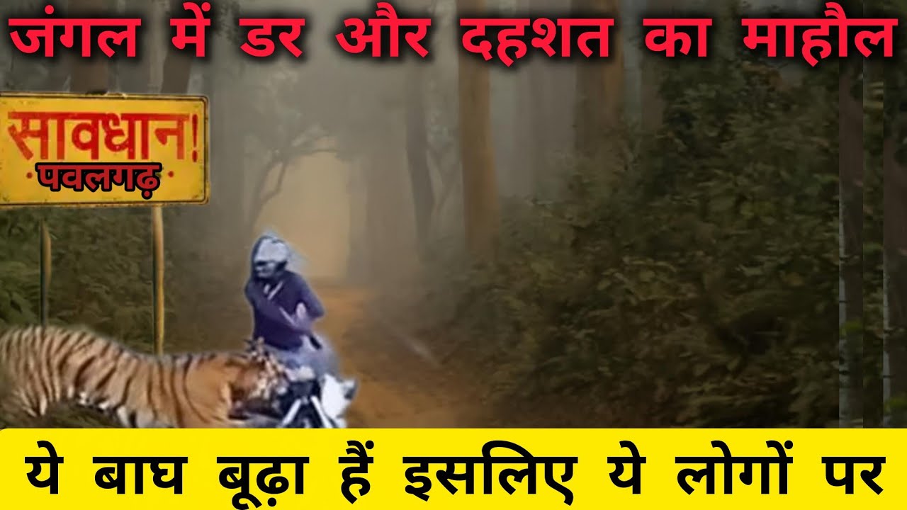 Bike वालो पर किया हमला? ये बाघ बूढ़ा हैं  इसलिए लोगों पर | Jungle में डर और दहशत का माहौल