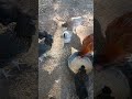 feeding chickens