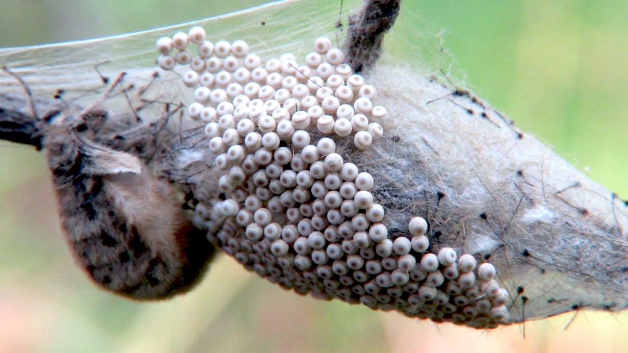 Яйца насекомых на одежде