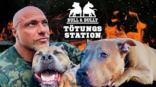 TÖTUNGSSTATION: So rettete Andreas Bosse seinen Hund Sheila