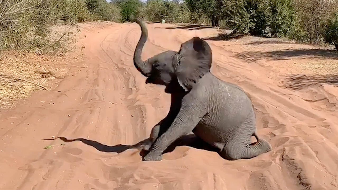 Baby Elephant Blocks Road By Playing Youtube