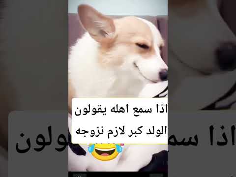 الولد كبر لازم نزوجوه اكسبلور  ضحك  