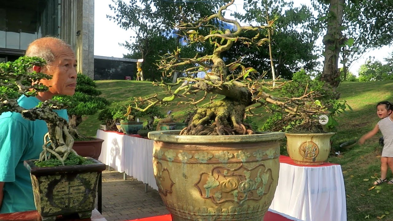 Mai vàng và những cây bonsai đẳng cấp tại triển lãm... - youtube