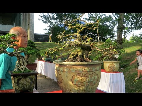 Video Mai vàng và những cây bonsai đẳng cấp tại triển lãm... - youtube