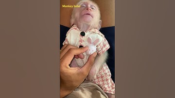 Bobo so cute #babymonky #babyanimal #monkeybabby #babymonkey #cute #monkeys #animals #monkey