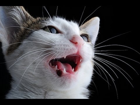 funny-cat-try-not-to-laugh,-funny-cat-talking-and-singing-song,-funny-cat-ultimate.