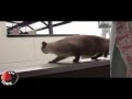 Gato Voador -  I can fly!