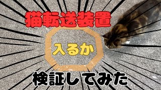 【サイベリアン】やってみたかった猫転送装置をしてみた【メインクーン】