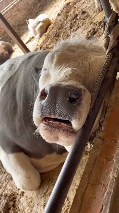 The sound of a cow is sooooo #shortsvideo