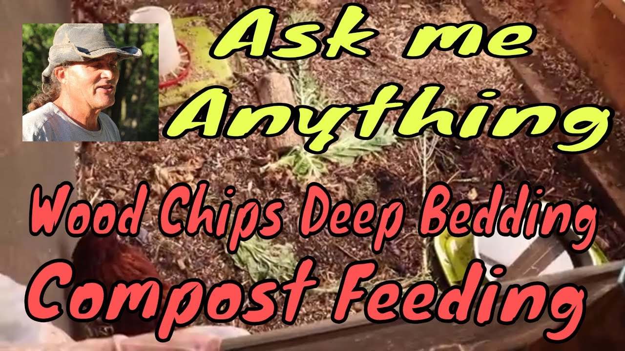Ask Me Anything Wood Chips In En Coop You Ask Me Anything Wood Chips In En Coop