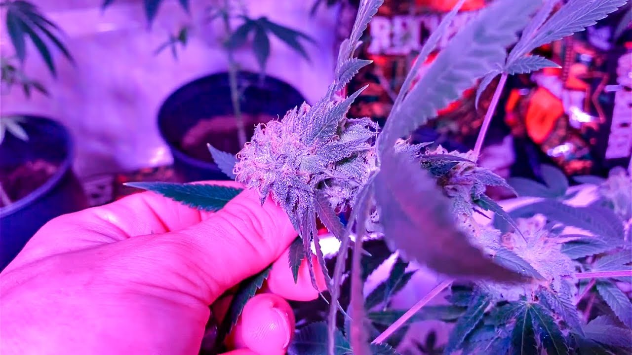 How I Grow My Own Cannabis! Blue Cookies 2020 YouTube