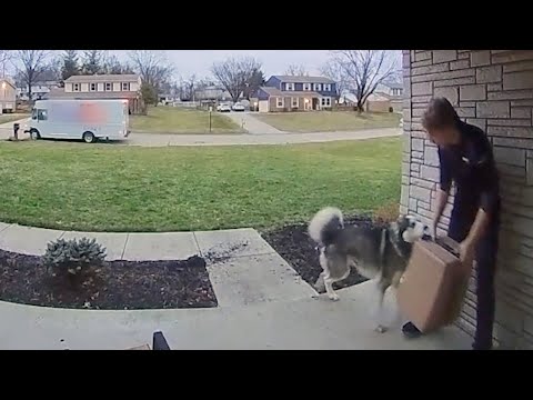 Husky SHOCKS Delivery Driver | FUNNIEST Pets Caught on Camera ?