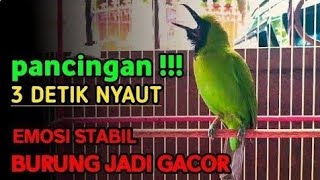 Cucak Ijo Gacor Memancing Lawan Aagr Emosi dan Jamtrok! Cykyp 5 Menit Lawan Langsung ON