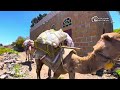 @العمل مع الجمال @ الابل في الزراعه ريف اليمن محافظة إب 2025