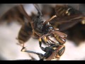 噛み殺された女王蜂