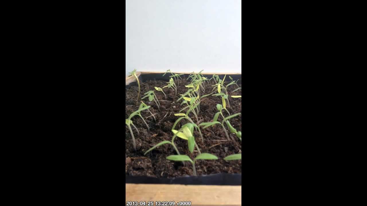 ants movie Tomatenplantjes buigen naar het licht (1)
