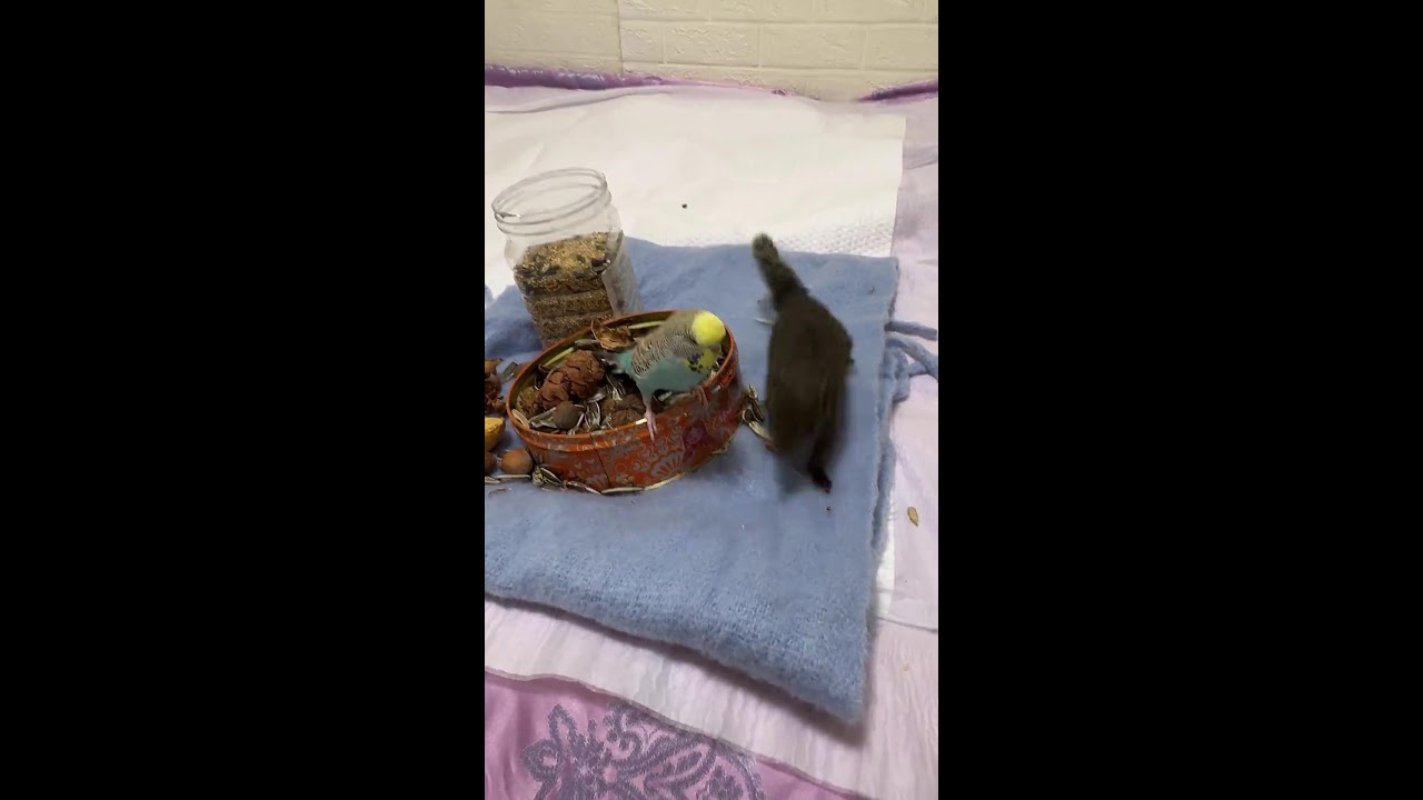 Winter Forest Live｜Feeding Wild Squirrels with Live Narration 🐿️🌲