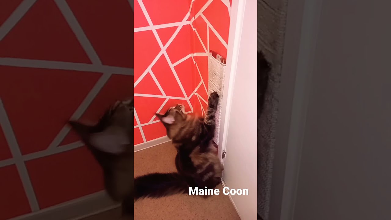 Cat sharpening its claws: Maine Coon sharpen claws differently 