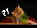 АСМР Котэ Дегустатор 2.0 😻🧀🍗 ASMR Cat Reviewing Different Food 2.0 🐾🐈🍉