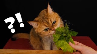 ASMR  😻🧀 Cat Reviewing Different Food 🐾🐈🍉