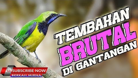 cucak cungkok full roll tembak #cucakcungkokgacor