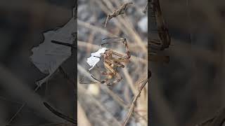 Araña Argiope argentata. Reynosa Tamaulipas