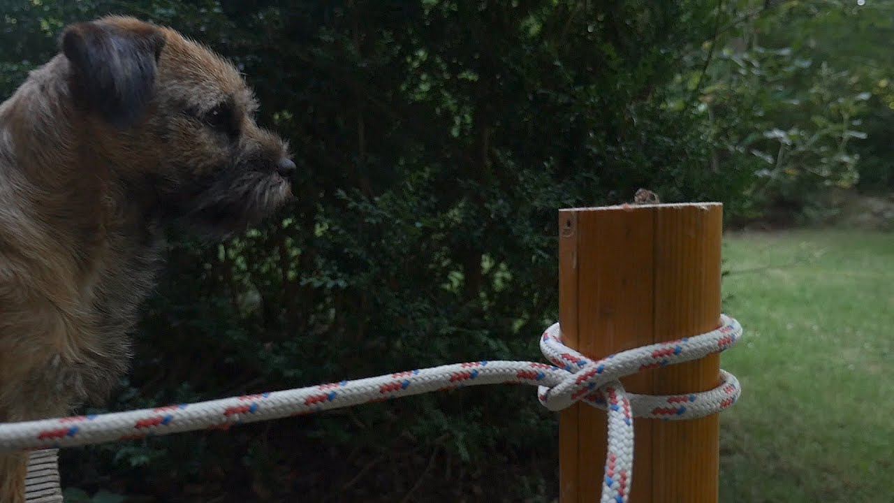 ⁣...geworfener Webleinstek, kann jeder, oder? Clove Hitch Knot