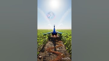 Peacocks saved the soybean crop from drying up by watering it😭#ai​ #crop​ #save​ #peacock​