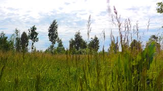 The wind is in the meadow grasses, the crickets are singing. Living sounds of nature relieve stress.