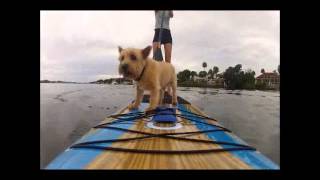 Sup Kiwi The Yolo Dog