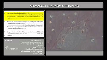 Milviscutulus mangiferae - soft scales under the microscope