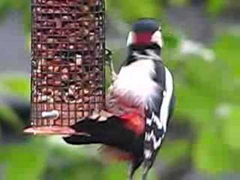 watershed Birds of Britain UK ~ great Spotted Woodpecker 3sec British wildlife videos
