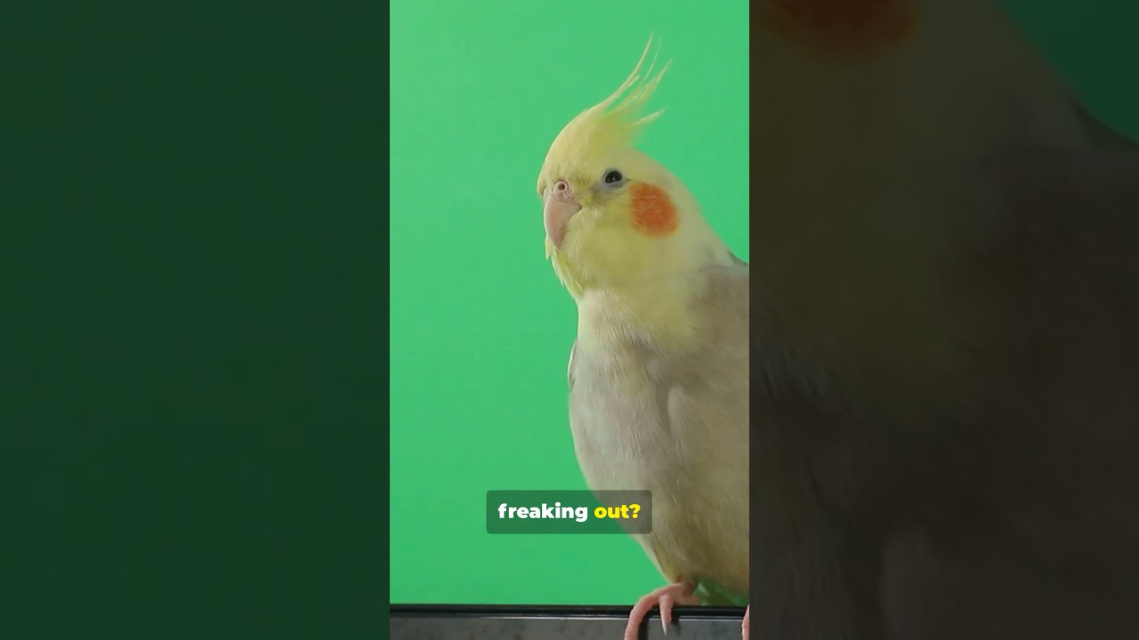 Decode Your Cockatiel ￼Crest Fast?! 