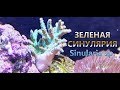 КОРАЛЛ СИНУЛЯРИЯ ЗЕЛЕНАЯ #Sinularia sp. 4k video