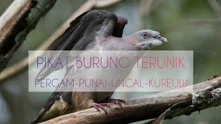 WILD HUNTER: PIKAT SUARA BURUNG TERUNIK YANG PERNAH ADA!! PERGAM, PUNAI HIJAU,BURUNG UNCAL, KUREUW,