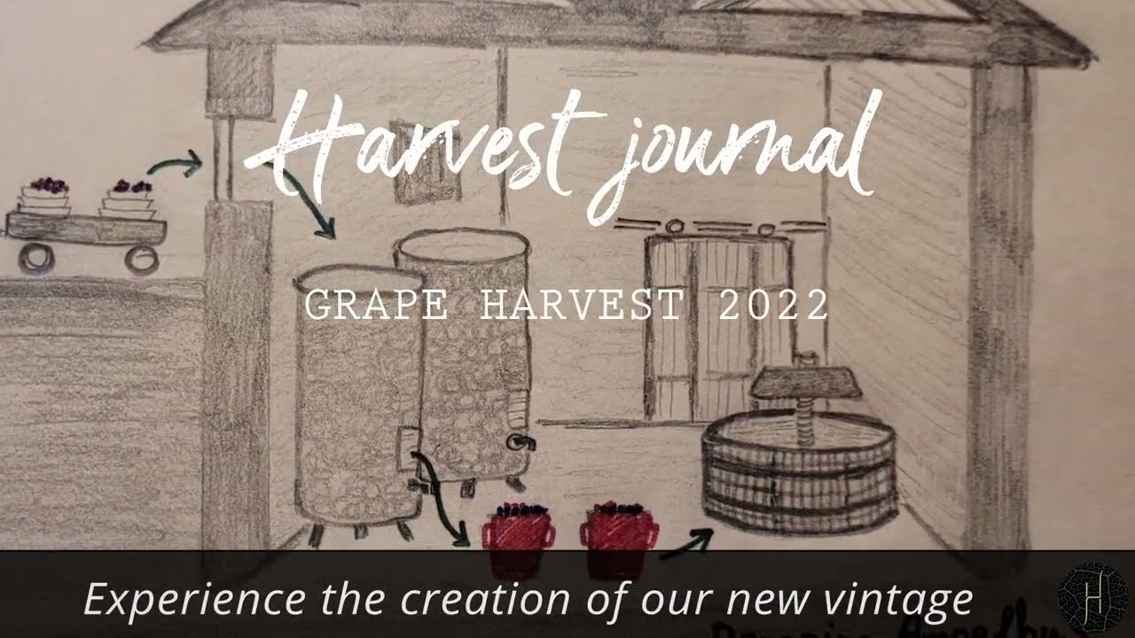 #-2 Grape harvest journal 2022 [Domaine AMPELHUS]