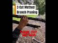 How to properly remove branches