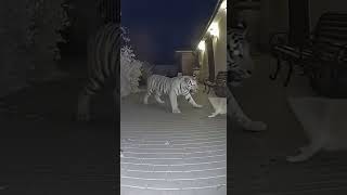 The Brave Cat Saved The Dog