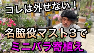 【寄せ植え】これは外せない！名脇役マスト３とミニバラで寄せ植え