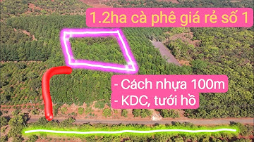 Vườn cà phê đẹp giá rẻ gần nhựa tưới hồ, đất đỏ bazan, bất động sản đất rẫy