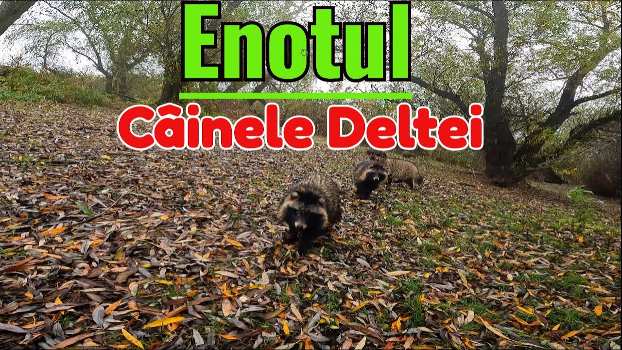 În Delta pe Ceață… și ENOȚII au Apărut de Nicăieri! Moment Unic și Imposibil de Uitat.