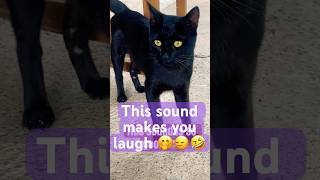 This sound is so goofy? #cat #pawsn #funny #pets #shortvideo