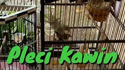 Burung Pleci Kawin - Durasi: 2:50. Burung Pleci Kawin - Durasi: 2:50.