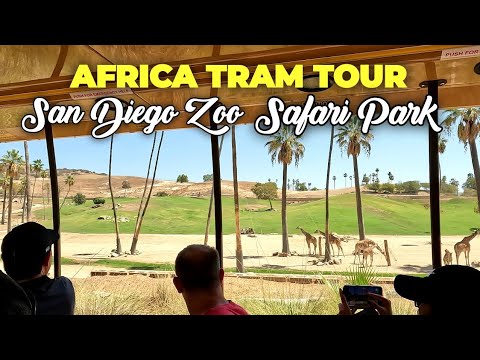 africa tram safari vs cart safari